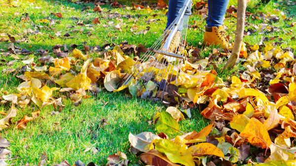 Autumn Leaf Removal in Salem